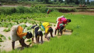 Agriculture in Ancient India