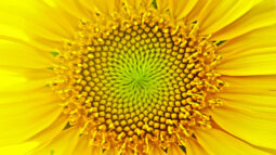 Sāṅkhya Darśana – The Study of Cosmic Origins